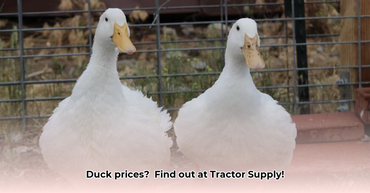 how-much-do-ducks-cost-at-tractor-supply